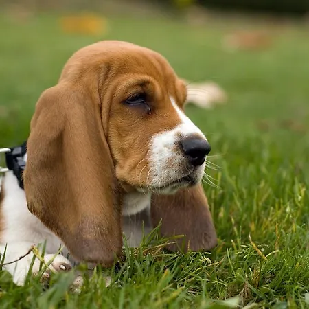 Szálloda Les Gens De By Poppins