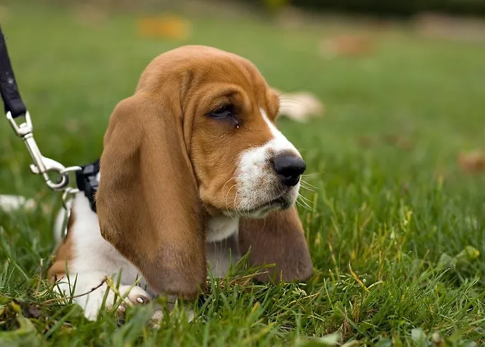 Szálloda Les Gens De By Poppins